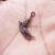 Silver Ruby Bird Charms, Pave Diamond Bird Charms Bracelet 925 Sterling Silver Charm Jewelry, Handmade Silver Diamond Bird Charm, Silver Charm